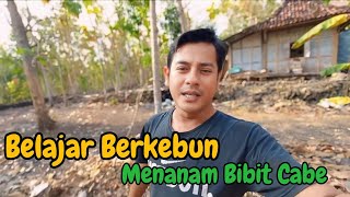 Menanam Bibit Cabe Menggunakan Bekas Galon Air Mineral