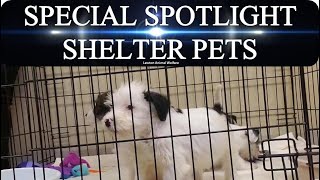 Lawton Animal Welfare Special Spotlight Puppies