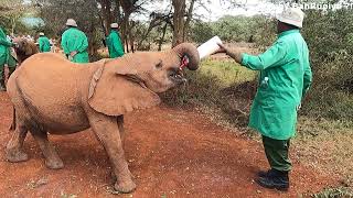 KENYA SERIES Bonus Video | GIRAFFE Centre | #elephants #girraffe #kenya #indianfamily #africa