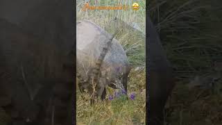 Ibex encounters in Swiss Prealps / Bouquetins dans les Préalpes suisses