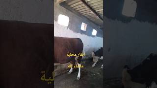 تربية الأبقار: الأبقار المحلية الجزائر  ماشاء الله  vache locale en algérie