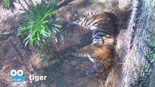 Zoo Cam - Tiger Cam Episode 4