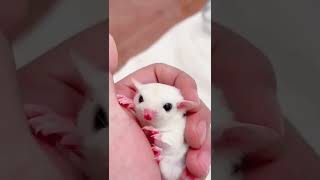 cute sugar glider #youtubeshorts #pets #sugar #cutepets