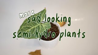 HOUSEPLANT REHAB | semi hydro, back from vacation