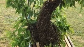 Hope's First Swarm Catch And New Animals On The Farm