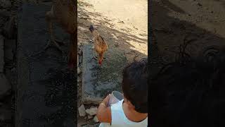 Feeding Hen 🐔 🐥| FunwithHen | Playing with Pet #hen #pets #pet #petlover #petlovers #funny #birds