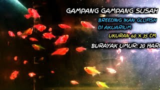 Burayak Glofish Umur 20 Hari @gondrongbrewok