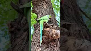 Wild and free parrot living | indian ringneck living style |