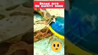 Snake bite 😳😲 #shorts #snake #shortsyoutube