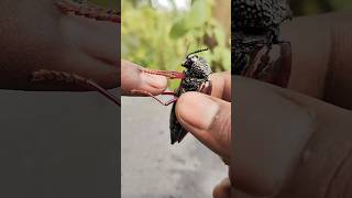 Monster Beetles || 💀⚠️🐞 || #shorts #shortvideo