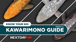 Kawarimono Koi: Chagoi, Soragoi, Ochiba Shigure | Know Your Koi Episode 8.2 | Next Day Koi