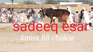 sadeeq esar baney mela notak 1/1/2023 4 mint sathe 88 chakar