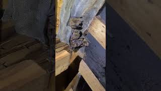 Bats in attic