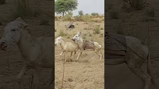 Donkeys look busy  #ytshortsvideo #donkey #animalphotos #cuteanimals #ytshorts #donkeyfarm