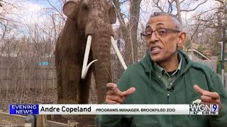 Brookfield Zoo Ice Age exhibit - Big voice guy who used to do the Dolphin Show -- WGN News 4/1/2022