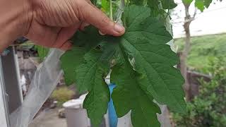 Gigantic Ampalaya Leaves. No Chemical. Home Grown.