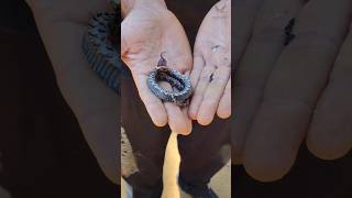 অত্যান্ত বুদ্ধিমান সাপ Hognose Snake Playing Dead #snake #snakevideo #shorts #viralvideo #viralshort