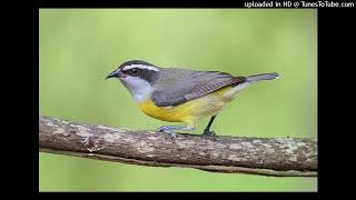 Coereba flaveola