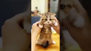 Crazy and funny kitten 😂 Vidz64 #cats #kitten #kitten funnycats funny cats 2024 Funny #lovecats