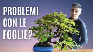 COME CAPIRE se le FOGLIE DEL BONSAI sono MALATE IN AUTUNNO