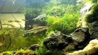 Aquascape Air Terjun Ikan Tetra