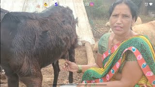 Goat milking by hands 😍🔥