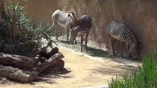 Los Angeles Zoo Zebras