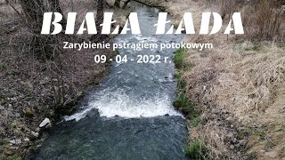 Biała Łada - zarybienie pstrągiem potokowym ( 09-04-2022 )