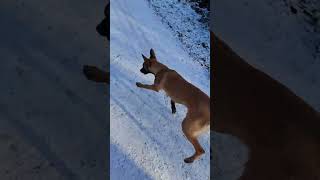 Mali in the snow ❤️🐶 #belgianmalinois #puppy