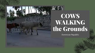 Cow's Out Taking A Walk During The Covid 19 Pandemic 2021 Freedom No Lock Down Dominican Republic!