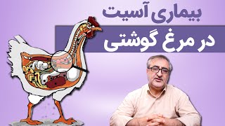 بیماری آسیت در مرغ گوشتی