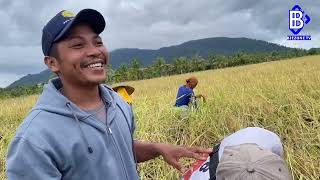 Kisah pejuang pangan di Dusun Besar Pulau Maya