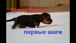 Щенки Йорка. Первые шаги