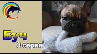 Буч. Французский бульдог. 3 серия