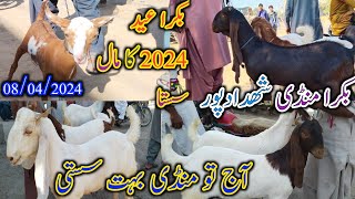 Bakra mandi shahdadpur | Latest update today | mix Goat breed | dete 08/04/2024