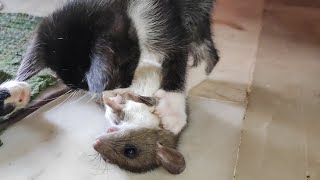 Kittens are playing with the mouse bought by their mother....