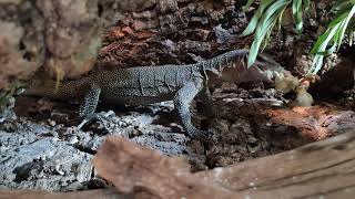 Monitor Lizard Feeding Frenzy - Peach Throat & Prasinus - 4k