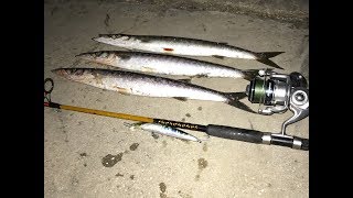 Fishing European Barracuda... Fishing Greece