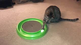 Cat plays with her Christmas present