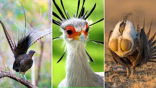 The RAREST BIRDS on Earth 🐦