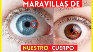 40 Curiosidades Del CUERPO HUMANO | Tuve Que VERLA Dos VECES