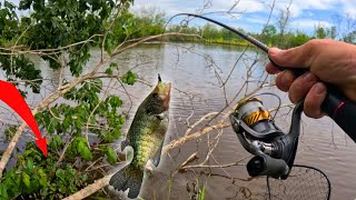 Vertical Jigging SAC-A-LAIT (crappie) in this SUBMERGED TREE