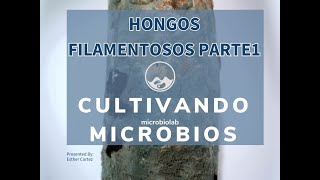 Hongos filamentosos parte 1