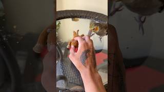 Adorable Cockatiel Gets Jealous🤣🤣#cockatiel #jealousy #shorts