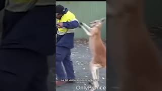 Kangaroo wants to fight the worker #shorts #kangaroo #workers #fighting #wildlife #stray #animals