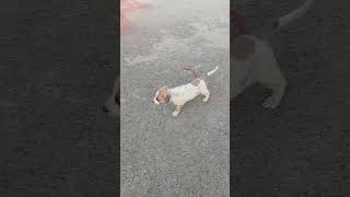 Cute Baby Puppy | A Small Puppy Enjoy on The Road #moazzamiftikhar #dog #doglover