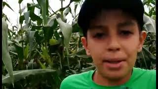 já começamos a colheita do milho 😀🌽