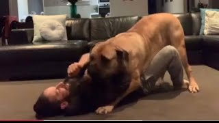 Boerboel’s Love to Wrestle #boerboel #doglover #trending