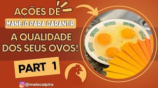 Ovo Caipira de Verdade - Saiba oque Fazer para ter aquele Ovo Caipira Tradicional - Part 1