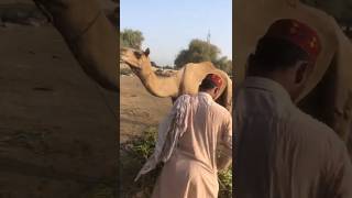 Camel🐫 amazing😍 #camel #animals #youtubeshorts #youtubevideos